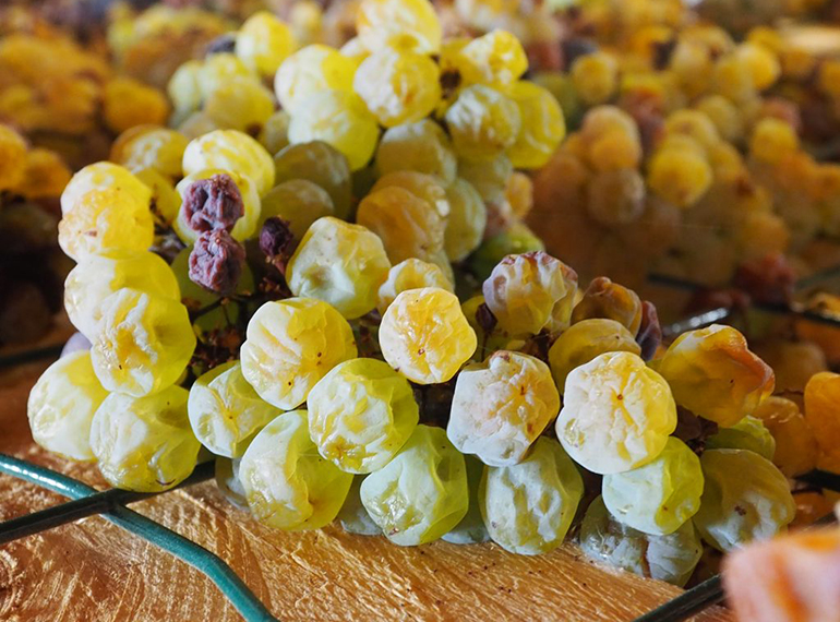 Le uve per il Vin Santo di Vigoleno