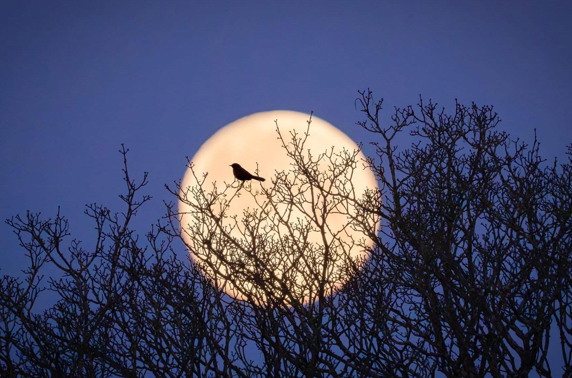 Camminata sotto la luna 2026 - Groppovisdomo (PC)